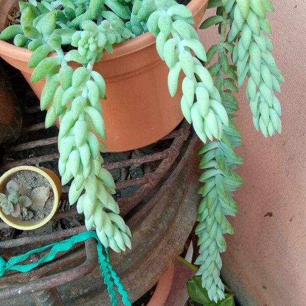 Sedum morganianum 葉