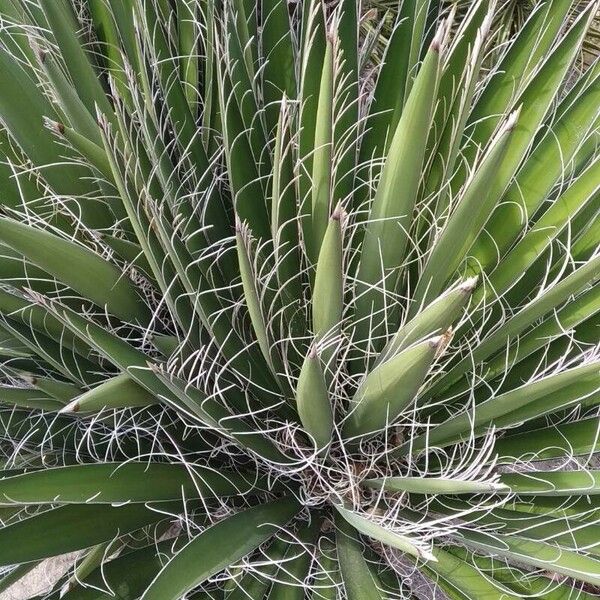 Agave filifera Levél