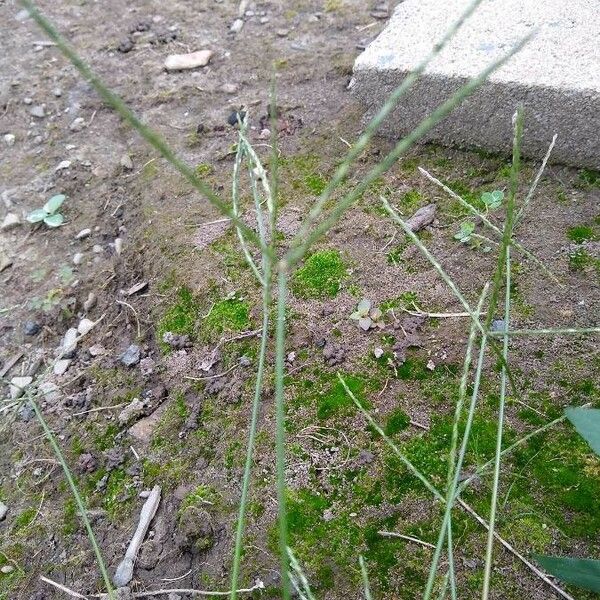 Digitaria sanguinalis Feuille