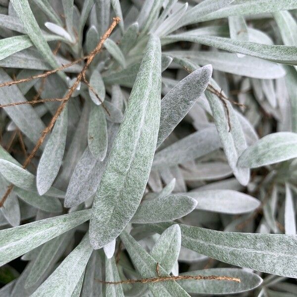 Helichrysum melaleucum Leaf