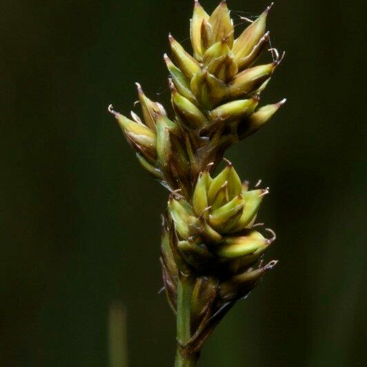 Carex heleonastes Frucht