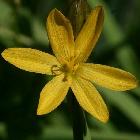 Sisyrinchium californicum 花