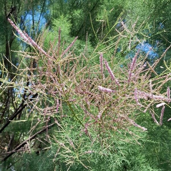 Tamarix ramosissima Flower