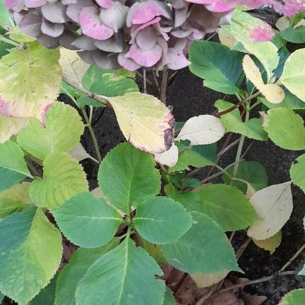 Hydrangea macrophylla Характер