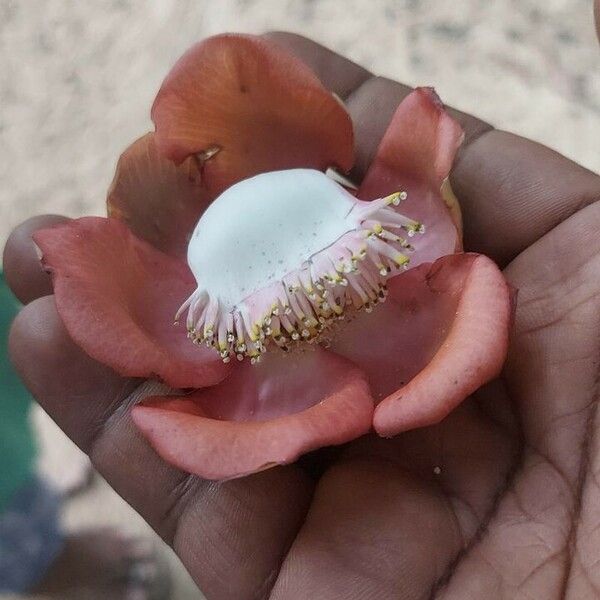 Couroupita guianensis Flower