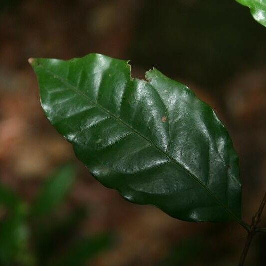 Eugenia patrisii Leaf