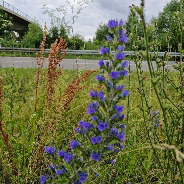 Echium vulgare Кветка