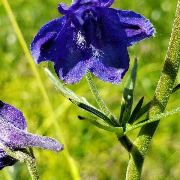 Delphinium menziesii 花