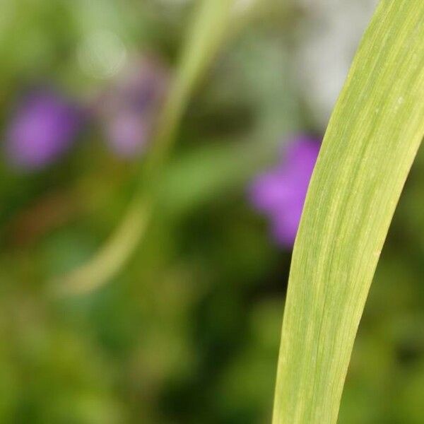 Tradescantia virginiana Leaf