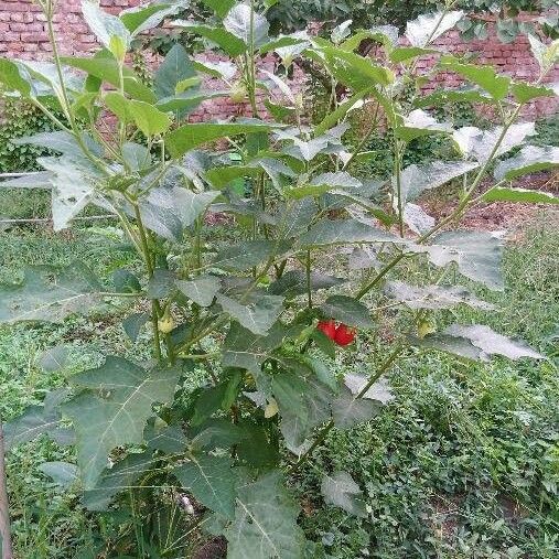 Solanum aethiopicum Habitat