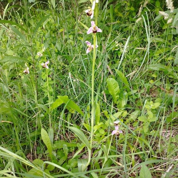 Ophrys apifera Συνήθη χαρακτηριστικά