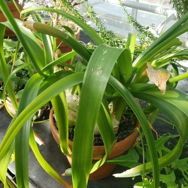 Albuca bracteata Levél