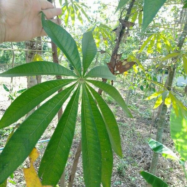 Ceiba pentandra ᱥᱟᱠᱟᱢ