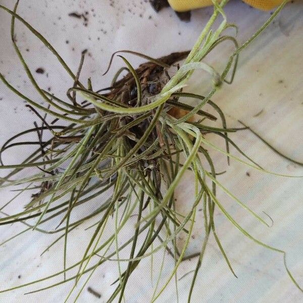 Tillandsia recurvata Blad