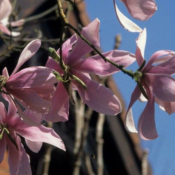 Magnolia sprengeri Flower