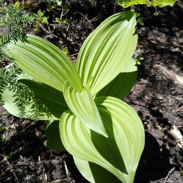 Veratrum viride Leaf