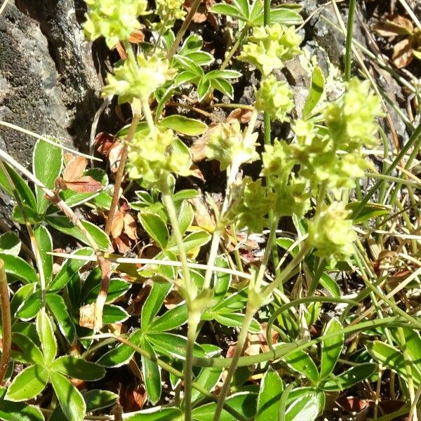 Alchemilla alpina Kwiat
