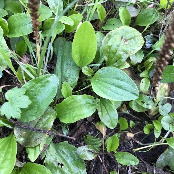 Plantago major برگ