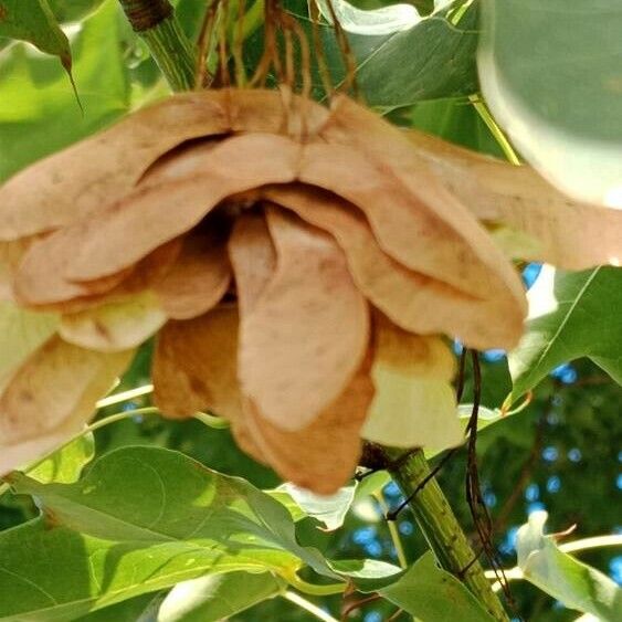 Acer cappadocicum Плод