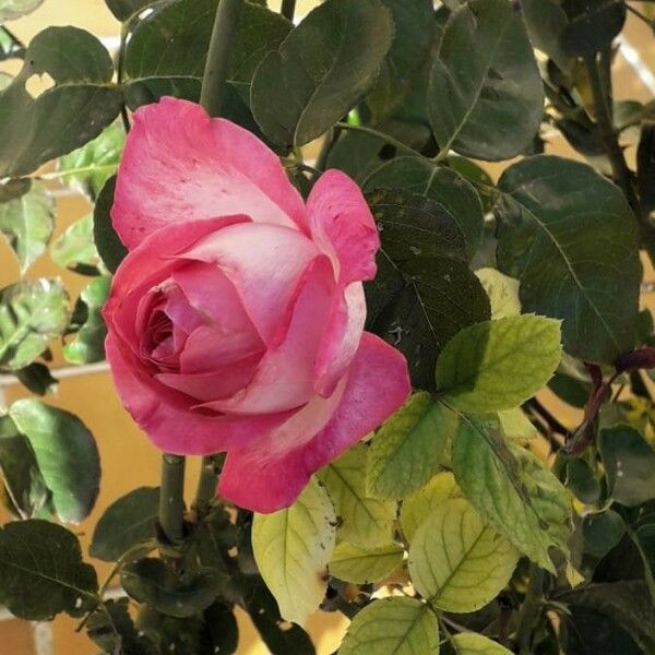 Rosa chinensis Flower