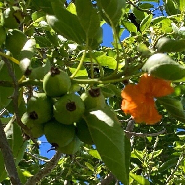 Cordia subcordata 花