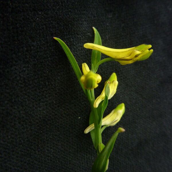 Corydalis pseudojuncea Hàbitat