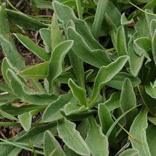 Aster alpinus Folha