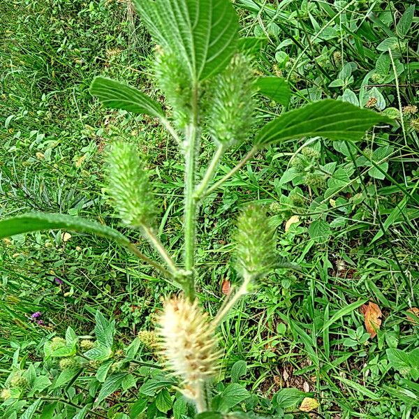 Acalypha alopecuroidea Flower