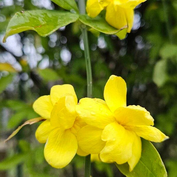 Jasminum mesnyi Flower