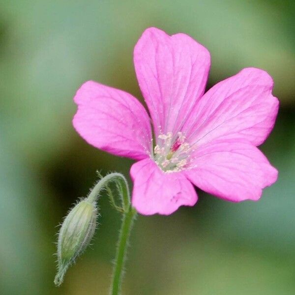 Geranium endressii Blomst