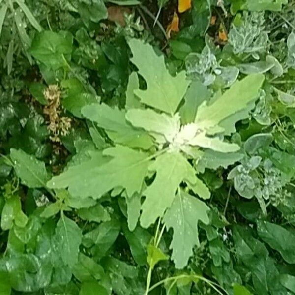 Chenopodium ficifolium Lehti