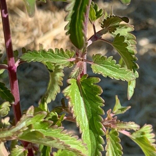 Dracocephalum moldavica Folha