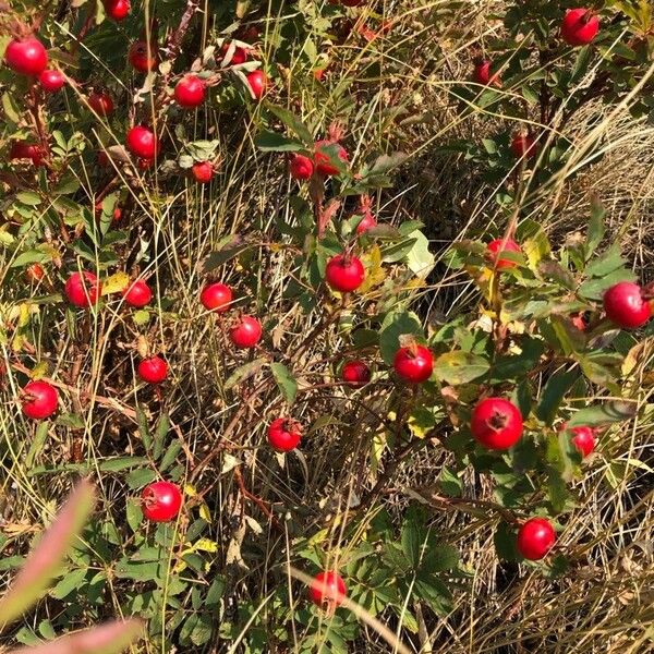 Rosa arkansana ফল