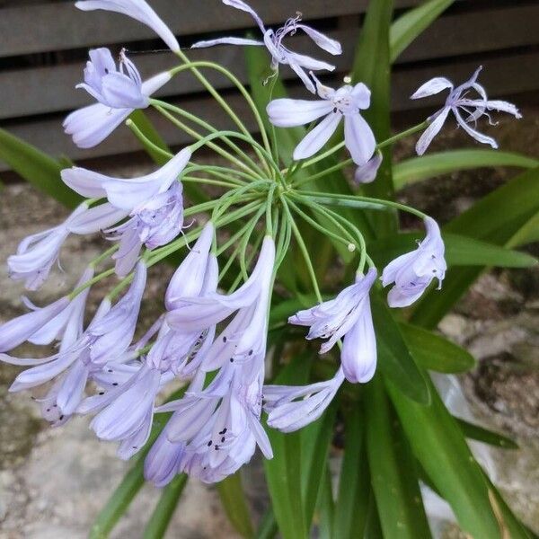 Agapanthus africanus Flower