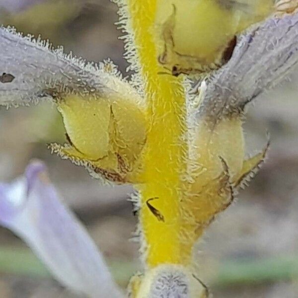 Orobanche nana Vili