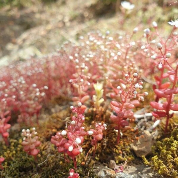 Sedum caeruleum Flower