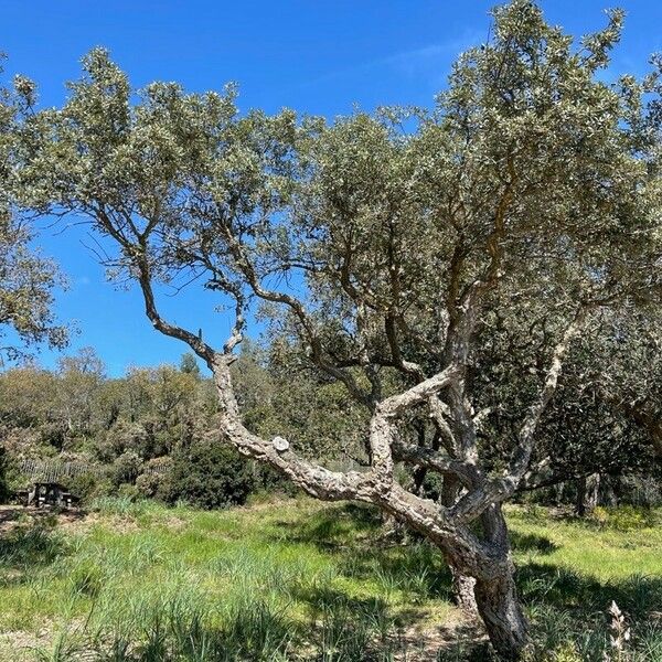 Quercus suber Leaf