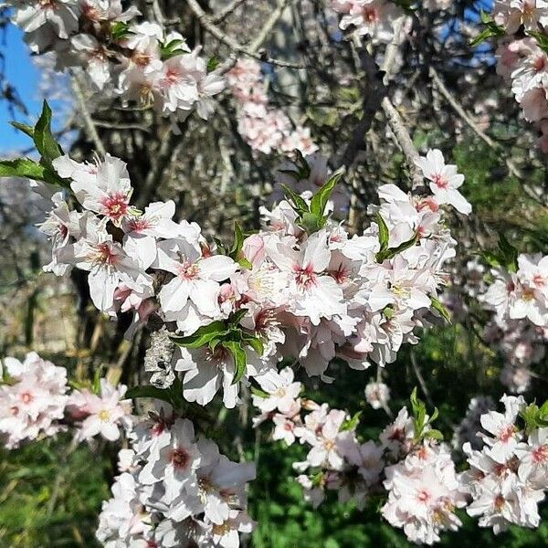 Prunus dulcis Flor