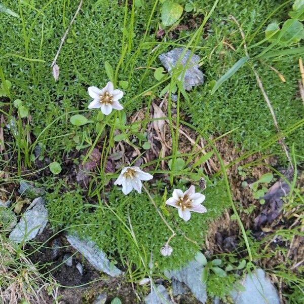 Gagea serotina Flower