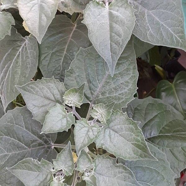 Physalis peruviana Leaf