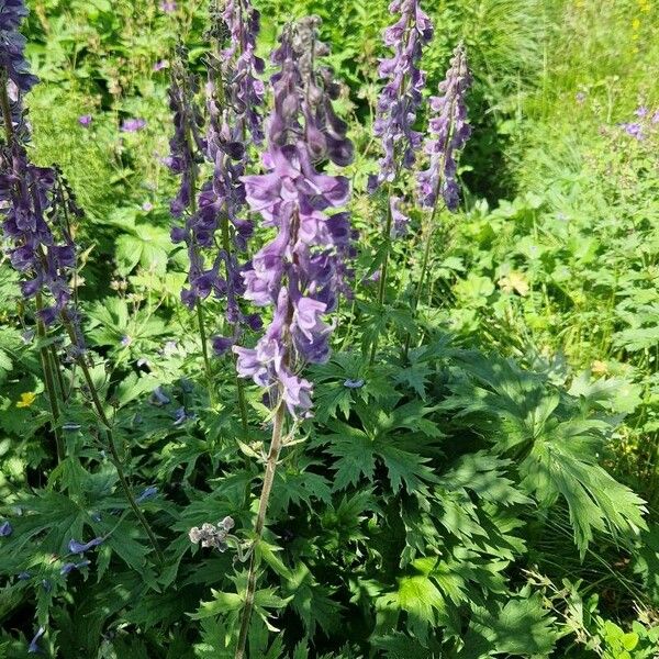 Aconitum septentrionale Blomma