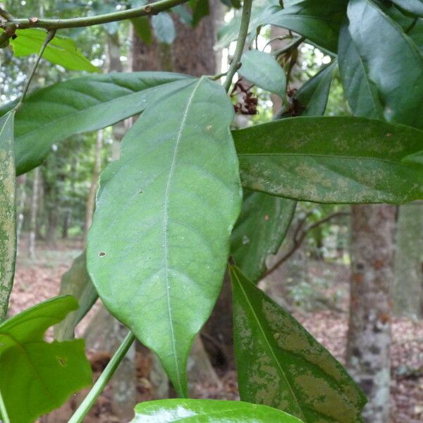 Cola acuminata Leaf
