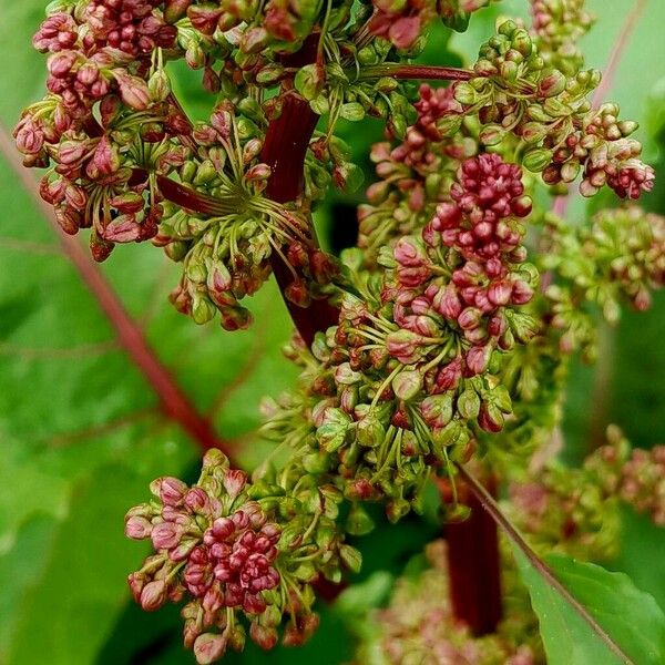 Rumex alpinus Kvet