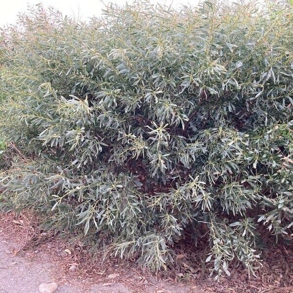 Acacia saligna 整株植物