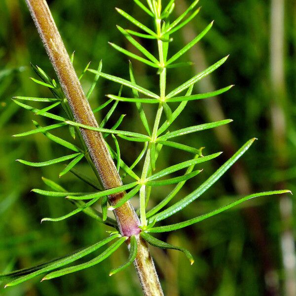 Galium verum Folha