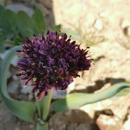 Allium porrum Квітка