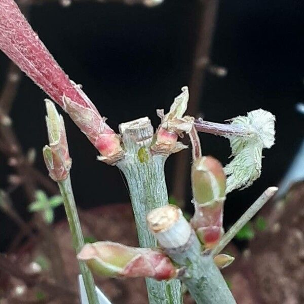 Acer japonicum Feuille