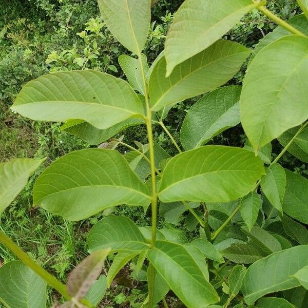 Juglans regia Leaf