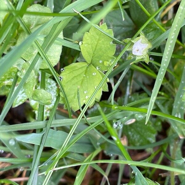 Potentilla sterilis Feuille