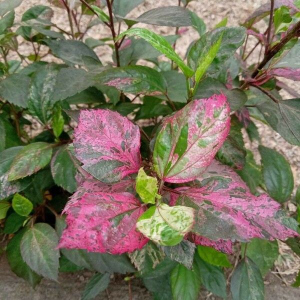 Acalypha wilkesiana 花